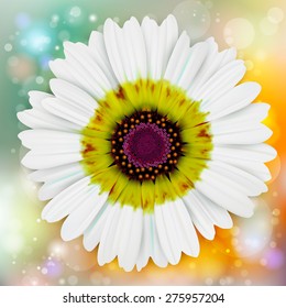Square head on shot of white daisy with green blurred background