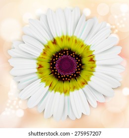 Square head on shot of white daisy with blurred background