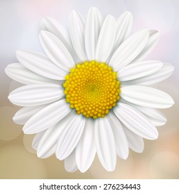 Square head on shot of white daisy with green blurred background