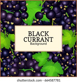 Square label on ripe black currant background. Vector card illustration. Black berry branch fresh and juicy currant for packaging design juice, jam, ice cream, smoothies, detox, cosmetics cream, tea