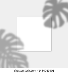 Square Paper Mockup with realistic shadows overlays monstera leaf. Vector Shadow Of A Tropical Plant. Template Flyer, Poster, blank in a modern style