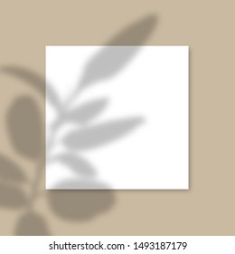 Square Paper Mockup with realistic shadows overlays leaves on beige background. Vector Shadow Of A Tropical Plant. Template Flyer, Poster, blank, social media post, logo template in a trendy style