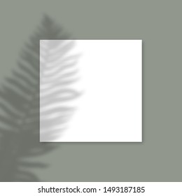 Square Paper Mockup with realistic shadows overlays Fern leaf on green background. Vector Shadow Of A Tropical Plant. Template Flyer, Poster, blank, social media post, logo template in a trendy style