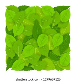Square pattern with beautiful fresh green leaves. Isolated on white background. For creativity, banner, postcards. Vector illustration. EPS 10.