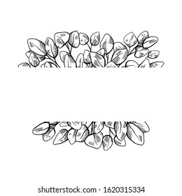 Square postcard with sketch of eucalyptus with place for text. Botanical engraving illustration of eucalyptus populus. Vector black and white template for invitation, greeting card and your creativity