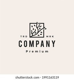 square tree branch leaf hipster vintage logo vector icon illustration