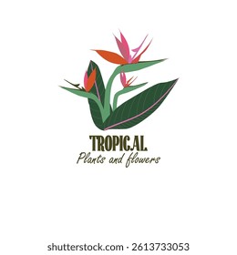 Square tropical layout with exotic Strelitzia flowers and leaves centered in a composition. Minimal floral template for branding, product promos, social media posts or event cards. Vector illustration