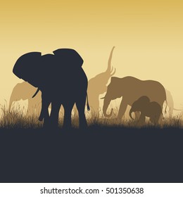 Square vector illustration family of elephants in African sunset savanna.