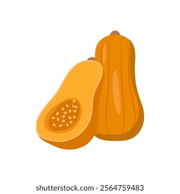 Squash , Autumn Isolated Vector Illustration