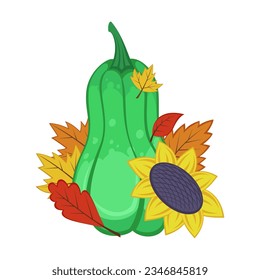 Squash with autumn leaves and sunflower on white background. Autumn harvesting and seasonal vegetables cartoon illustration. Autumn of fall concept