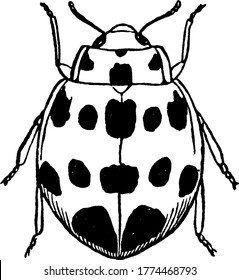 Squash beetle is common in United states which feeds on pumpkins and cucumbers, vintage line drawing or engraving illustration.