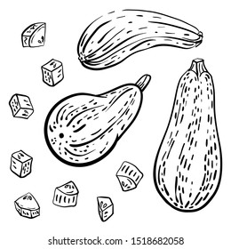 Squash, courgette. Set of vegetables in sketchy style isolated on white background. Doodle hand drawn vegetables in black and white. Vector illustration