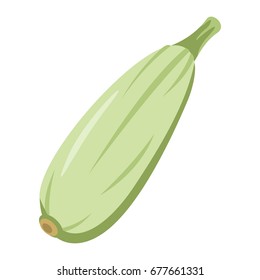 Squash green icon in cartoon flat style isolated object vegetable organic eco bio product from the farm vector illustration