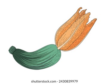 The squash is green striped. The zucchini flower. A fresh vegetable. Vector illustration for the recipe. An ingredient for cooking dishes. Vegetarian food. Zucchini dishes. A dietary product.