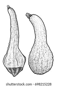 Squash illustration, drawing, engraving, ink, line art, vector