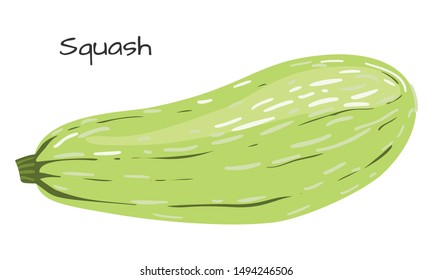 Squash isolated on white background. Healthy nutrition. Vegan, vegetarian diet. Whole vegetable. Organic raw vegan healthy food. Vector illustration for design.