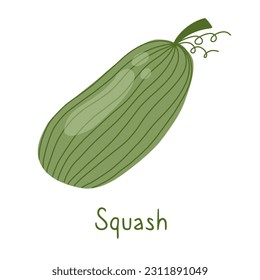 Squash isolated on a white background with the inscription. Simple cute illustration card and poster design