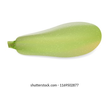 squash on white background in realistic style. Vector illustration.