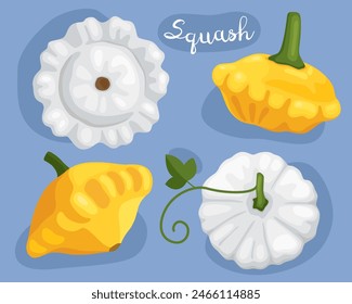 Squash. Pattypan squash. Patisson. White and yellow edible vegetables.  Fresh organic vegetable. Vector illustration.