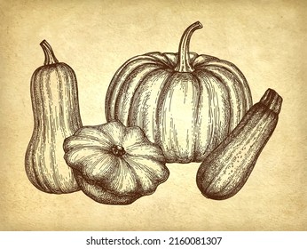 Esquash y calabaza sobre fondo de papel antiguo. Ilustración vectorial dibujada a mano. Dibujo de trazo de estilo vintage.