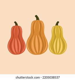 Squash pumpkins flat vector illustration. Cute three squash pumpkins cartoon vector illustration for graphic design and decorative element
