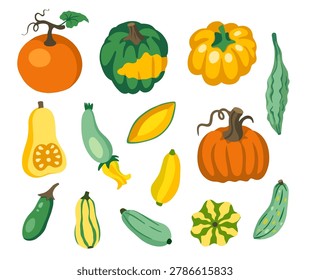 Squash and Pumpkins Veggies Collection. Courgette, zucchini, delicata, butternut, patty pan, honeynut, cucurbita, acorn, zephyr, marrow