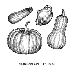 Squash set isolated on white background. Ink sketch collection. Hand drawn vector illustration. Retro style