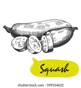squash sketch. harvesting