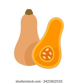 Ilustración vectorial de squash. Hortalizas enteras y cortadas sobre fondo blanco.