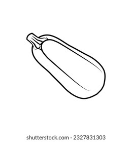 Squash vegetable marrow isolated zucchini sketch. Vector of line drawing of vegetable. Vegetable marrow and zucchini. Vector illustration. Isolated hand drawing for design, decor and decoration