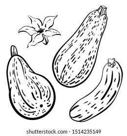 Squash, zucchini, courgette. Set of vegetables in sketchy style isolated on white background. Doodle hand drawn vegetables in black and white. Vector illustration