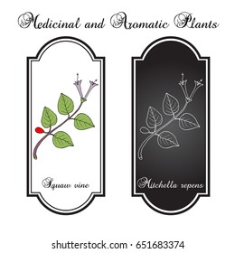 Squaw vine (Mitchella repens), or partridge berry, medicinal plant. Hand drawn botanical vector illustration
