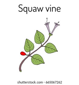 Squaw vine (Mitchella repens), or partridge berry, medicinal plant. Hand drawn botanical vector illustration