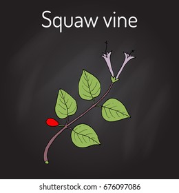Squaw vine (Mitchella repens), or partridge berry, medicinal plant. Hand drawn botanical vector illustration