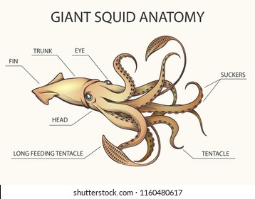 Squid Anatomy Colorful Illustration. Squid body parts drawn in retro style. Vector Illustration