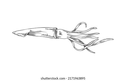 Pescado calamar o calamari en ilustración vectorial de estilo grabado a mano o grabado aislado en fondo blanco. Gráficos en blanco y negro de moluscos marinos de calamar.