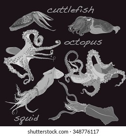 Squid, calamary, octopus, cuttlefish isolated on dark  background.
