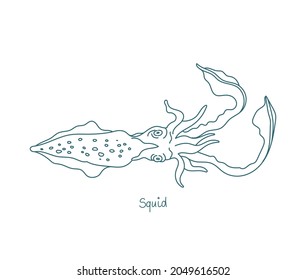 Squid are cephalopods. Known as calamari. Eight arms and two tentacles. Vector contour. Open paths. Editable stroke. Custom line thickness.