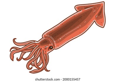 A Squid. Colored vector illustration.