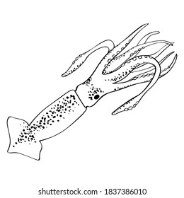 Squid in a doodle style, isolated on white background. Hand drawing sketch with a black outline and dots texture. Vector for sea animal illustration, natural, undersea design, coloring book.