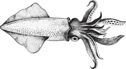 Squid, Fish Collection. Healthy Lifestyle, Delicious Food. Hand-drawn Images, Black And White Graphics.