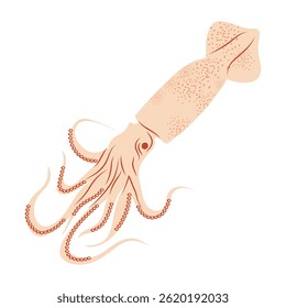 Squid in flat design. Swimming cuttlefish with tentacles, seafood menu. Vector illustration isolated.