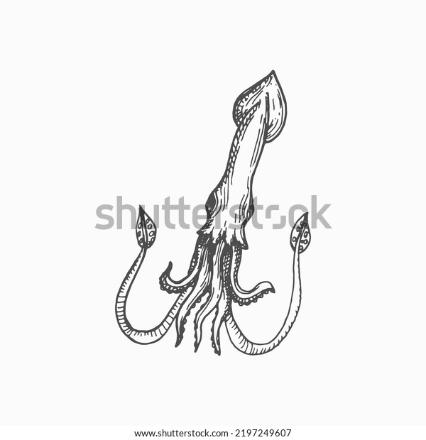 Squid giant cuttlefish Cephalopods mollusk\
hooked-squid isolated hand drawn sketch. Vector marine underwater\
character mascot, seafood. Aquatic animal with elongated body,\
large eyes and eight\
arms