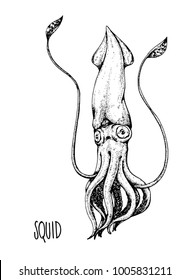 Squid hand draw on white background