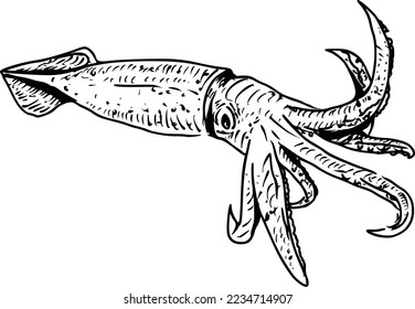 Squid hand drawing vintage engraving illustration on white background