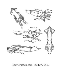 squid hand drawn doodle illustrations vector set