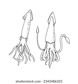 squid hand drawn doodle illustrations vector set