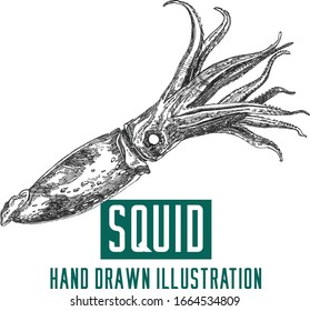 squid hand drawn ink pen freehand drawing vector illustration Sketch design element
