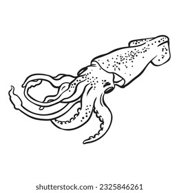 Squid hand drawn outline doodle. Vector sketch illustration of healthy seafood, isolated on white background.