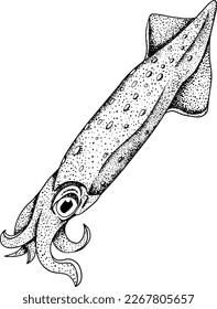 Squid. Hand drawn underwater creatures. Vector sea life, seafood.